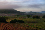 Napa Valley early morning