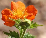 Geum Coccineum Queen of Orange