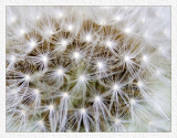 Dandelion Head