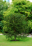 Unusual tree at Jardin des Plantes