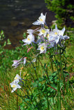 High Country Columbine-3