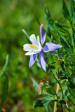 High Country Columbine