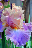 Garden Iris_0746