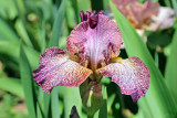 Road Map Iris