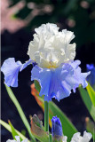 Iris_0965