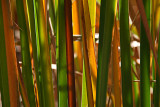 Autumn Reeds Number 3