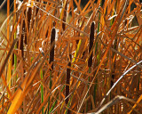 Autumn Reeds Number 6