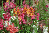 Snapdragon Festival