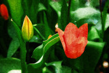 Tulip and Bud Impasto-Wide