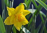 Golden Ducat Narcissus