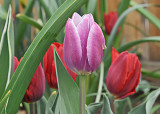 Lavender and Red Tulips