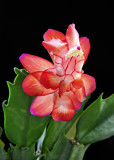 Christmas Cactus Blossom No 3