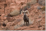 Desert Bighorn Sheep