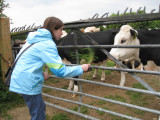 Savanna and the cows