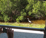A giant egret