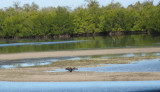 A brown pelican spreading his wings