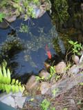 Koi in the hotel pond