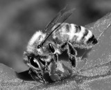 snowbee.jpg