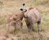 Lions - Male Female Interaction