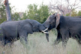 Elephants Fighting