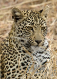 Leopard Female -Metsi