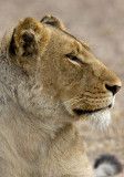 Lion Sands 2007