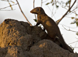 Dwarf Mongoose