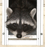 Racoon