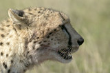 Male Cheetah