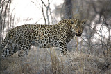 Male Leopard - Mvula