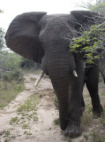 Male Elephant Approching Vehicle