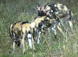 African Wild Dogs