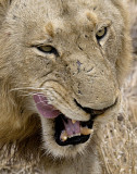 Male Lion Walking