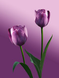 Purple Tulips