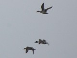 Northern Pintails_8024b