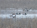 Northern Pintails_8052a