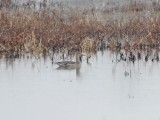 Northern Pintail Female_8060c