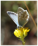 Polyommatus coridon