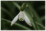 Galanthus nivalis