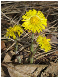 Tussilago farfara