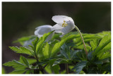 Anemone nemorosa