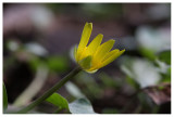 Ranunculus ficaria
