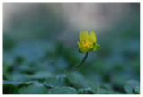 Ranunculus ficaria