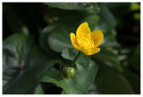 Caltha palustris