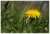 Taraxacum spec.