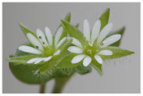 Stellaria media