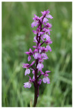 Orchis mascula