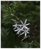 Anthericum liliago