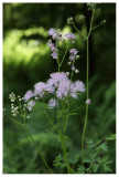 Thalictrum aquilegifolium