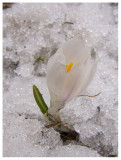 Crocus albiflorus